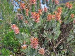 Mimetes splendidus